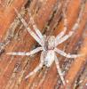Philodromus dispar